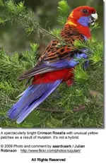 crimsonrosellamutation.webp