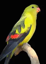 YELLOW%20PARAKEET-L.webp