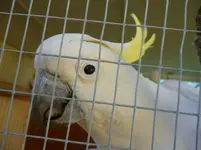 Cocky boy.webp