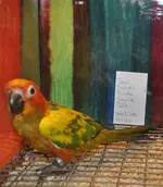 _DSC0142.webp