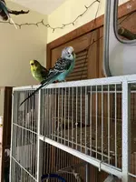 IMG_1108.jpeg