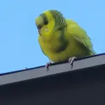 Budgie (2).webp