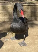 Black swan 2.webp