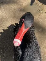 black swan.webp