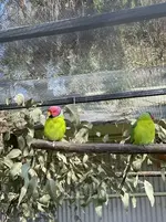 Plum headed parakeets.webp