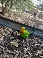 Superb parrot.webp