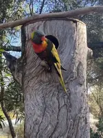 Lorikeet.webp