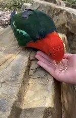 King parrot.webp