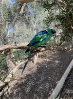 Mallee ringneck.webp