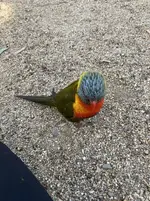 Hello lorikeet!.webp
