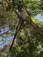 Princess Parrot.webp