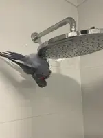 Bathtime Bluey.webp