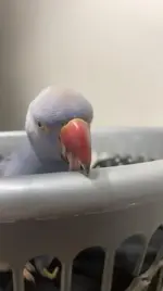 Bleb bluey.webp