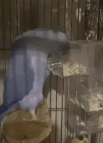 Penguin bluey.webp