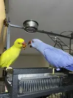 Bluey steals food.webp