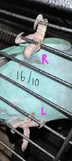 IMG_4581.jpeg