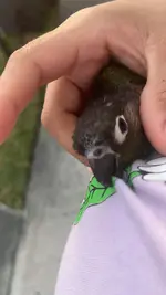 birdy.webp
