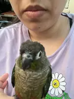 birdy2.webp