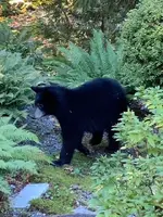 Bear in yard.webp