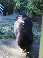 bear2 in yard.webp
