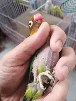 LOVE-BIRD.webp
