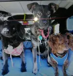 three dogs again.webp