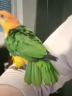 AppaFeathers.webp