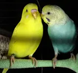 birbs.webp