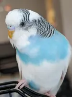 1000003613.webp