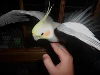 i ammmmmm who i am 303.webp