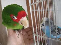 Charlie&Normie01.webp