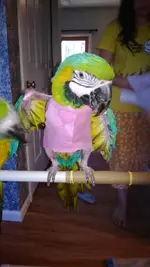 Saphira's sweater.webp