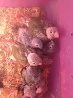 image.webp image.webp