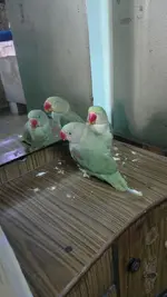 2012-11-21-283.webp
