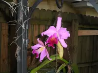 001.webp