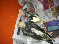 image.webp
