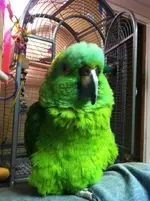 ImageUploadedByTapatalk1356025128.704147.webp