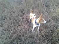 20131104_072317.webp