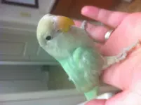 Lovebird1.webp