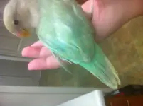 lovebird2.webp