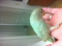 lovebird3.webp