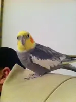 Brody.webp Brody.webp