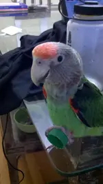 beak1.webp