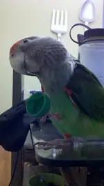 beak2.webp