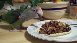 beak207994_545047209338_1719200_n.webp