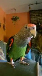 beaker thanksgiving 2011.webp