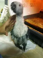 New Birdie in incubator 3 Dec 2012 4.webp