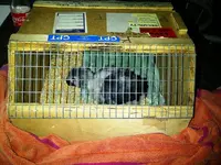 Birdie sleeping cage 7 Dec 2012.webp