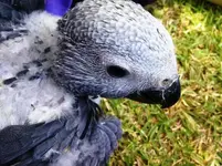 New Birdie 7 Dec 2012.webp