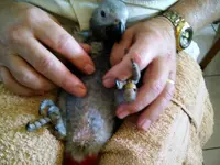 Birdie tummy tickle 17 Dec 2012 1.webp